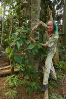 Patrick Blanc and a fom of Psychotria poeppigiana with very narrow recurved bracts in riverine forest, Cano Cristales, Meta, Colombia, Oct. 2016