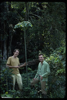 Patrick Blanc and a friend with Anchomanes difformis, Makokou, Gabon, Dec. 1983