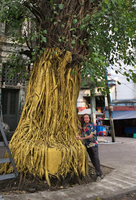 Patrick Blanc and a golden painted Ficus, Yangon, Myanmar, Dec. 2017