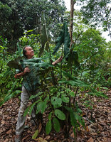Patrick Blanc and a huge Alocasia cf. princeps, the leaves reaching 2,50 m in total length, this plant being somewhat similar to the one distributed under the name Purple Cloak, Sukau, Kinabatangan, Sabah, Borneo, July 2022