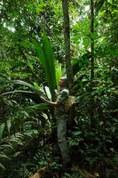 Patrick Blanc and a huge Geonoma macrostachys, Yasuni NP, Ecuador, Aug. 2021
