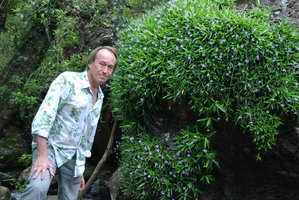 Patrick Blanc and a huge saxicolous blue flowering form of Xerophyta (syn. Talbotia) elegans, Monks Cowl, Drakensberg, South Africa, Jan. 2009