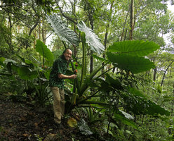 Patrick Blanc and Alocasia odora, Tanglang Shan, Shenzhen, China, July 2017