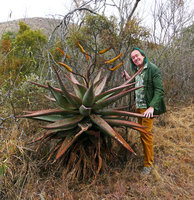 Patrick Blanc and Aloe marlothii in its native dry forest habitat, Walter Sisulu Bot. Gard., Johannesburg, Aug. 2017
