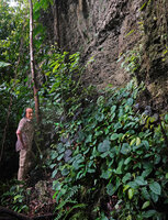 Patrick Blanc and a mixed population of blackish and green individuals of Begonia galeolepis at the base of a karst cliff, Seram, Moluccas, April 2024