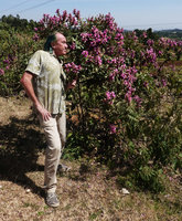 Patrick Blanc and a much branched individual of Acanthus pubescens in full bloom, Sodo, Wolayta, Ethiopia, Jan. 2019