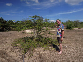Patrick Blanc and a multi stemmed shrubby individual of Catunaregam spathulifolia surrounded by its basal circularly radiating prostrate herbaceous stems, Penarik, Malaysia, May 2014