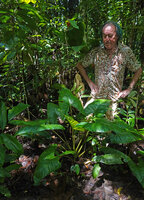 Patrick Blanc and an individual of Alocasia aequiloba with many leaves, Masihulan, Seram, Moluccas, April 2024