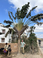 Patrick Blanc and an isolated Ravenala blancii in a village at 1500 m asl, Anjepy, Madagascar, Aug. 2024