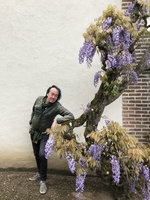 Patrick Blanc and an old flowering Wisteria, Onzain, France, May 2019