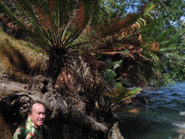Patrick Blanc and an old population of Cycas rumphii growing on sea cliff, Lembeh, Sulawesi, Aug. 2015