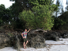 Patrick Blanc and an old specimen of Pemphis acidula on rocky seashore, Pemba, Tanzania, Jan. 2021