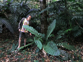 Patrick Blanc and Anthurium schlechtendalii, Candelaria Lodge, Alta Verapaz, Guatemala, Jan. 2020