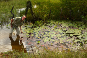 Patrick Blanc and Nymphaea amazonum, mixed population of green leaved and brown anthocyanic leaved individuals, an unusual situation in full sun habitat, Barranquilla, Colombia, Nov. 2016.jpeg