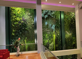 Patrick Blanc and a part of his huge 12 years old indoor vertical garden at Dussmann KulturKaufhaus, Berlin, June 2023