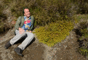 Patrick Blanc and a Podocarpus nivalis creeping mat, Tangariro, New Zealand, Dec. 2012