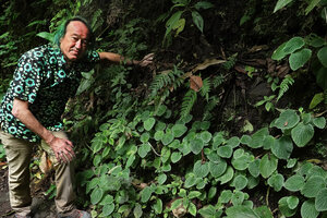 Patrick Blanc and a population of the bullate leaved Peperomia camposii, El Pahuma, Pichincha, Ecuador, Aug. 2021