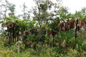 Patrick Blanc and a population of Acoelorrhaphe wrightii, Mountain Pine Ridge Reserve, Belize, Jan. 2020