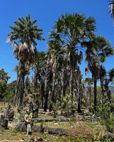 Patrick Blanc and a population of Corypha utan, the individual on left having produced the giant much branched inflorescence with maturing fruits and the leaves are already dead and dry, Hera, Dili, Timor-Leste, Aug. 2026