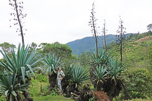 Patrick Blanc and a population of Furcraea quicheensis with branched inflorescences bearing ripe open capsules, Nebaj, Quiche, Guatemala, Dec. 2019