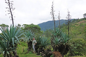 Patrick Blanc and a population of Furcraea quicheensis with branched inflorescences bearing ripe open capsules, Nebaj, Quiche, Guatemala, Dec. 2019