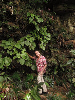 Patrick Blanc and a population of Phyllagathis maxwellii on a shaded vertical cliff, Endau Rompin, Malaysia, April 2015