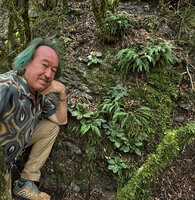 Patrick Blanc and a population of Ramonda myconi on vertical mossy shale rock faces, Pyrenees at 1200 m asl, Andorra, July 2025 