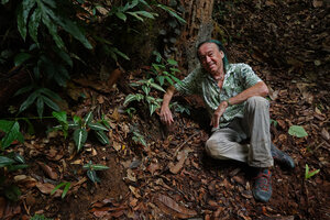 Patrick Blanc and a population of Sonerila maculata on earth bank in forest understory, Deramakot FR, Sabah, Borneo, July 2022