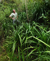 Patrick Blanc and a population of young Beaucarnea pliabilis, Chicaman, Quiche, Guatemala, Dec. 2019