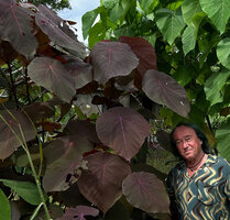 Patrick Blanc and a purple leaved individual of Macaranga tanarius, Malapascua, Philippines, Dec. 2024