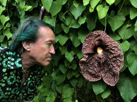 Patrick Blanc and Aristolochia gigantea, Val Rahmeh Botanical Garden, France, Aug. 2020
