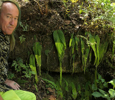 Patrick Blanc and a saxicolous population of Streptocarpus cf. goetzei, the distal part of each phyllomorph withering during the dry season, Zomba, Malawi, Aug. 2017