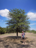 Patrick Blanc and a single trunked tree individual of Catunaregam spathulifolia, Penarik, Malaysia, May 2014