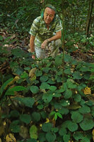Patrick Blanc and a small carpeting Piper with orbicular leaves, probably allied to Piper vestitum, Danum Valley, Sabah, Borneo, July 2022