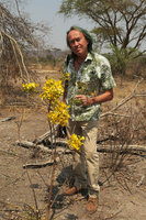 Patrick Blanc and a small individual of Cassia abbreviata in full bloom,  Nsumbu NP, Tanganyika lake, Zambia, Sept. 2017