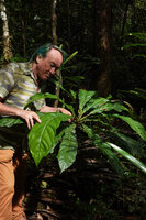 Patrick Blanc and a small monocaulous individual of Meryta denhamii with a small emerging terminal inflorescence, Riviere Bleue, New Caledonia, Aug. 2023