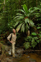 Patrick Blanc and Asterogyne martiana, Utria NP, Choco, Colombia, Nov.. 2016