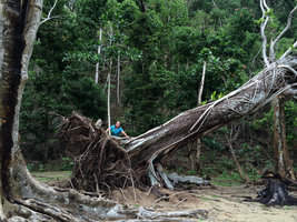 Patrick Blanc and a strangling Ficus with its host tree blown out during the last February devastating cyclone, Taveuni, Fiji, Aug. 2016