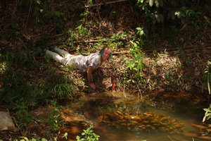 Patrick Blanc and a submerged population of the narrow leaf form of Cryptocoryne cordata var. siamensis, Takua Pa, Thailand, May 2015
