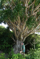 Patrick Blanc and a very old Dracaena cochinchinensis, Nui Chua NP, Vietnam, Nov. 2019