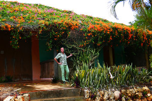 Patrick Blanc and a very old Pyrostegia venusta covering a house roof, Escaleras de Jaruco, Cuba, Feb. 2017