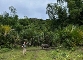 Patrick Blanc and a water buffalo among young Corypha utan, San Remigio, Cebu, Philippines, Dec. 2024