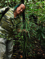 Patrick Blanc and a young Semecarpus lineatus in forest understory, exhibiting the characteristic succession of linear leaf whorls, way to Danum Valley, Sabah, Borneo