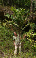 Patrick Blanc and Basselinia eriostachys, Massif Aoupinié, New Caledonia, Aug. 2023