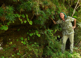 Patrick Blanc and Begonia lutea, population of monophyllous individuals on shaded perhumid vertical sandstone rock, under the carpeting Navia acaulis, Cano Cristales, Meta, Colombia, Oct. 2016