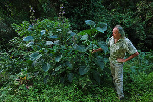 Patrick Blanc and Brillantaisia owariensis along a small river, Amani, East Usambara, Tanzania, Jan. 2021