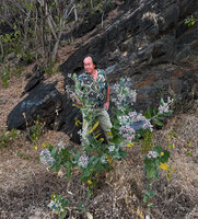 Patrick Blanc and Calotropis gigantea in full bloom in the karst hills close to sea shore, Dili, Timor-Leste, Aug. 2026