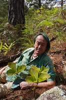 Patrick Blanc and Chloranthus cf. japonicus, Bidoup Nui Ba NP, Vietnam, Nov. 2019