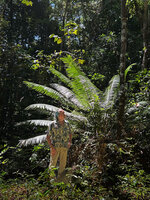 Patrick Blanc and Cycas glauca in back beach swampy forest, Lore, Nino Konis Santana NP, Timor-Leste, Aug. 2026