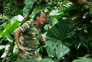 Patrick Blanc and Cyrtosperma merkusii, Noro, New Georgia, Solomon Islands, Sept. 2019